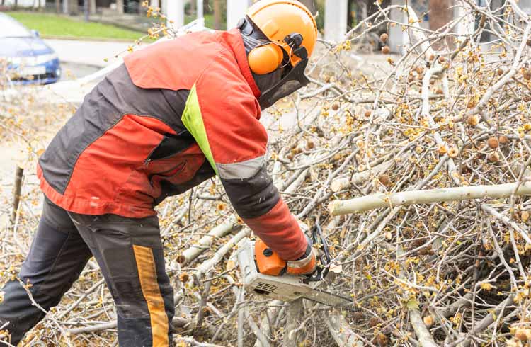 Vegetation Management